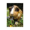 Puzzle Iepurasul si Porcusorul de Guinea, 2x48 piese - DINO TOYS - imagine 5